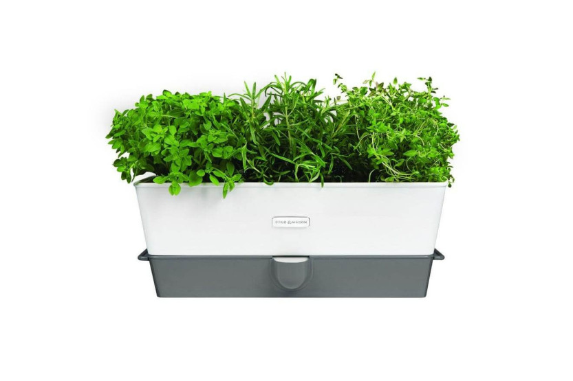 Conservante Cole & Mason per erbe fresche in vaso - 3 posti