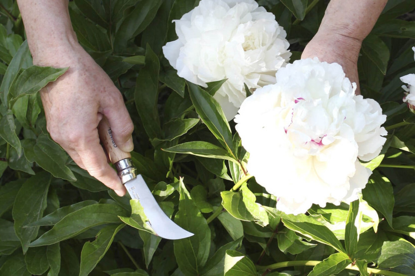 Opinel serpettekniv nr. 8 8 cm blad i rustfritt stål håndtak i bøketre