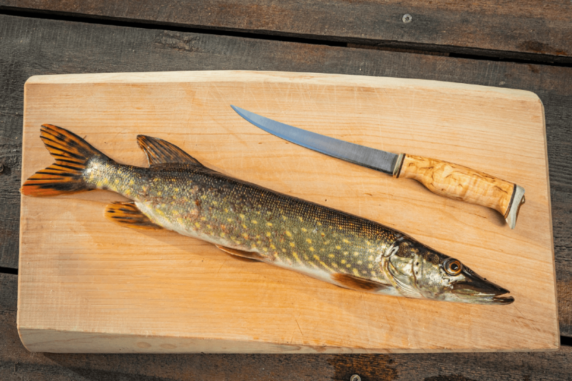 Arctic Legend Filékniv 16 cm handtag i lockig björk + läderslida
